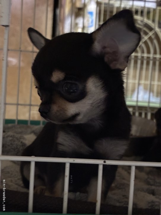 川井美智子ブリーダーのブログ：ちょい休憩