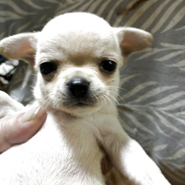 チワワ(スムース)【北海道・男の子・2025年11月1日・ホワイト】の写真「パパはチャンピオン二冠👑パパ似」