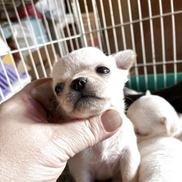 チワワ(スムース)【北海道・男の子・2025年11月1日・クリーム】の写真「パパはチャンピオン二冠👑ママ似」