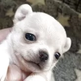 チワワ(スムース)