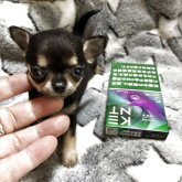 チワワ(スムース)