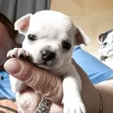 チワワ(スムース)