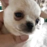 チワワ(スムース)