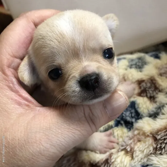 ID:2006-02599の子犬