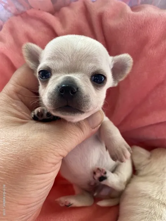 ID:2202-00853の子犬
