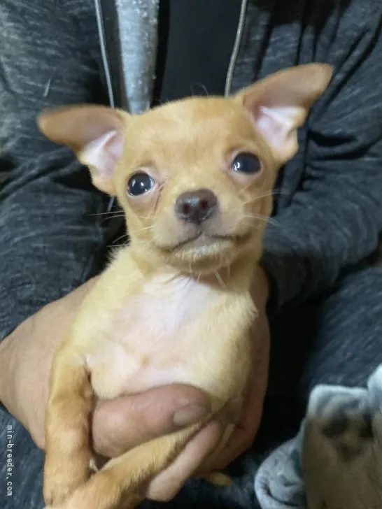 ID：2109-00381の子犬