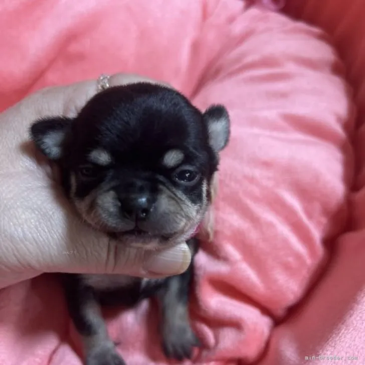 ID:2309-05863の子犬