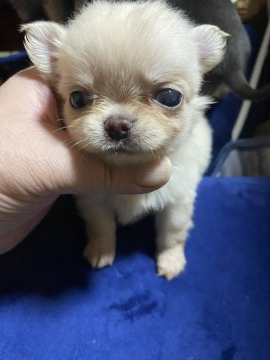 チワワ(ロング)【北海道・男の子・2021年8月3日・クリーム】の写真「両親ともにショードッグ！チャンピオン系統優血統」