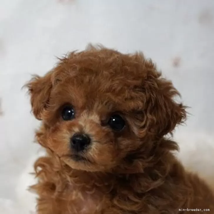 タイニープードル【兵庫県・男の子・2025年8月17日・レッド】の写真1「·͜·ᰔᩚ小顔でとっても可愛い男の子·͜·ᰔᩚ」