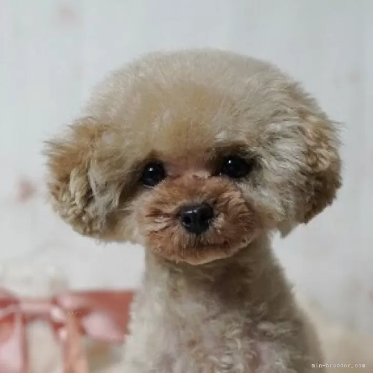 ティーカッププードル【兵庫県・女の子・2024年9月3日・アプリコット】の写真1「とっても小さな可愛い女の子です(՞⁔•͈ ·̫ •͈⁔՞)」