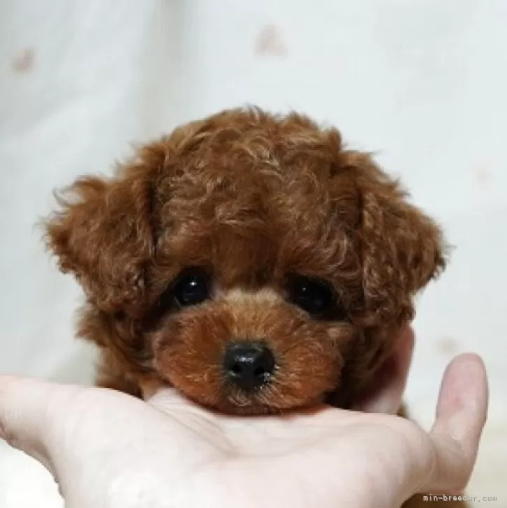 R.W 様のお迎えした子犬