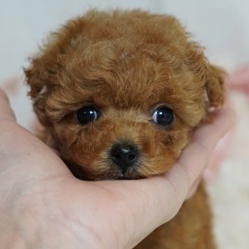 トイプードル(タイニー)【兵庫県・女の子・2024年10月31日・アプリコット】の写真「♡*゜お顔の可愛い女の子♡*゜」