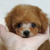 タイニープードル