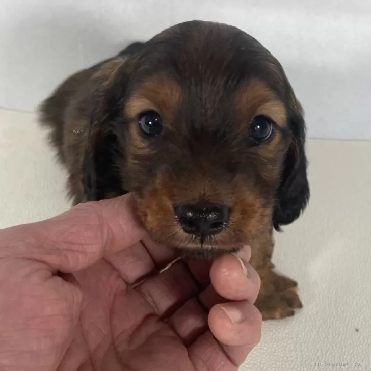 ID:2501-01808の子犬