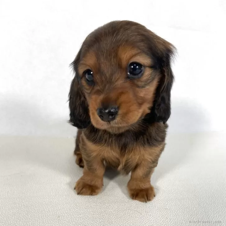 ID:2504-07408の子犬