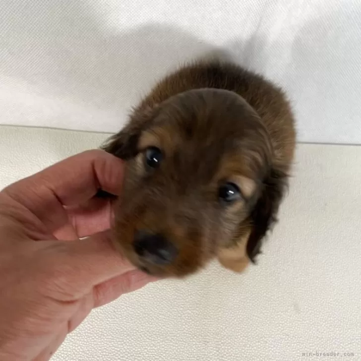 ID:2508-02590の子犬