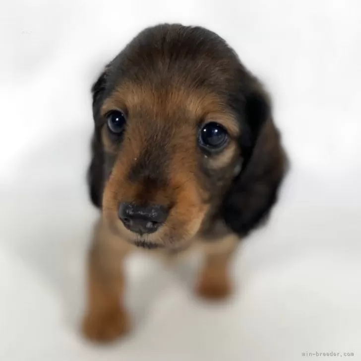 ID：2507-01135の子犬