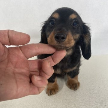 カニンヘンダックスフンド(ロング)【岩手県・男の子・2024年12月21日・ブラック&タン】の写真「父親インターナショナルビューティーチャンピオン」