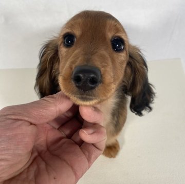 ミニチュアダックスフンド(ロング)【岩手県・女の子・2024年12月8日・レッド】の写真「父親JKCチャンピオン。」