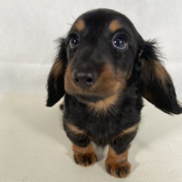 ミニチュアダックスフンド(ロング)【岩手県・女の子・2025年1月7日・ブラックタン】の写真「母親、両親JKCチャンピオン直子のプリンちゃん」