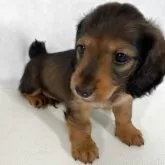 ミニチュアダックスフンド(ロング)【岩手県・男の子・2025年4月21日・レッド】の写真5「6月28日撮影」