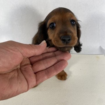 ミニチュアダックスフンド(ロング)【岩手県・女の子・2024年4月25日・レッド】の写真「両親JKCチャンピオンの優秀血統」