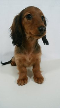 カニンヘンダックスフンド(ロング)【岩手県・女の子・2019年9月7日・レッド】の写真「両親JKCチャンピオン。両親PRAノーマル。」