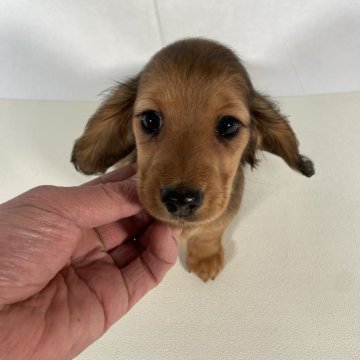 ミニチュアダックスフンド(ロング)【岩手県・女の子・2024年1月10日・レッド】の写真「母親、両親JKCチャンピオン優良血統の桃ちゃん。」