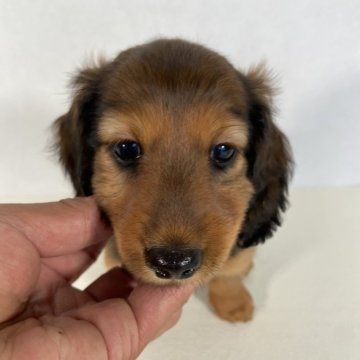 カニンヘンダックスフンド(ロング)【岩手県・女の子・2024年6月15日・レッド】の写真「父親JKCチャンピオン、母親両親JKCチャンピオン」