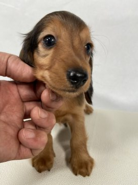 ミニチュアダックスフンド(ロング)【岩手県・男の子・2020年7月24日・レッド】の写真「父親JKCチャンピオン。」