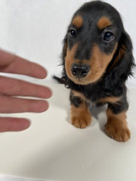 ミニチュアダックスフンド(ロング)【岩手県・男の子・2020年2月15日・ブラックアンドタン。】の写真「両親JKCチャンピオン。」