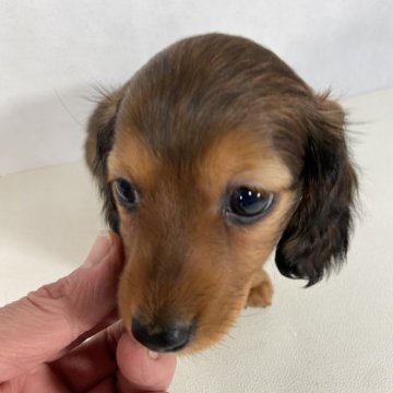 カニンヘンダックスフンド(ロング)【岩手県・女の子・2023年11月11日・レッド。】の写真「父親INT&JKCチャンピオン。母親チャンピオン。」