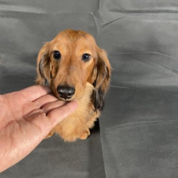 ミニチュアダックスフンド(ロング)【岩手県・男の子・2022年9月11日・レッド。】の写真「父親インターナショナルビューティーチャンピオン。」