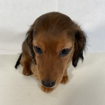 カニンヘンダックスフンド(ロング)【岩手県・女の子・2023年11月11日・レッド。】の写真「父親インターナショナルビューティーチャンピオン。」