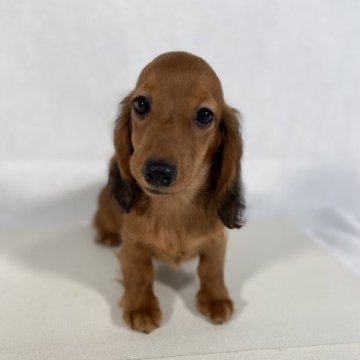 ミニチュアダックスフンド(ロング)【岩手県・男の子・2023年6月24日・レッド。】の写真「父親JKCチャンピオンでCD3取得。」