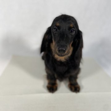 ミニチュアダックスフンド(ロング)【岩手県・男の子・2023年6月24日・ブラックタン。】の写真「父親JKCチャンピオンでCD3取得。」