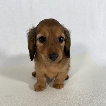 カニンヘンダックスフンド(ロング)【岩手県・女の子・2024年4月17日・レッド】の写真「両親共にJKCチャンピオンの優秀血統。」