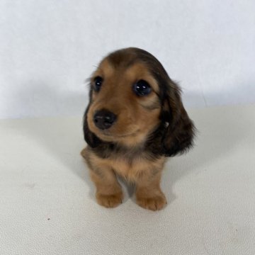 カニンヘンダックスフンド(ロング)【岩手県・女の子・2024年4月17日・レッド】の写真「両親共にJKCチャンピオンの優秀血統です。」