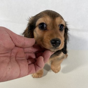 カニンヘンダックスフンド(ロング)【岩手県・女の子・2023年11月12日・レッド。】の写真「父親JKCチャンピオン。」