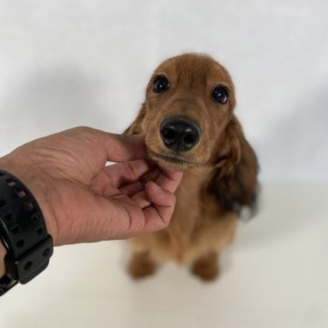 カニンヘンダックスフンド(ロング)【岩手県・男の子・2023年3月20日・レッド。】の写真「父親インターナショナルビューティーチャンピオン。」