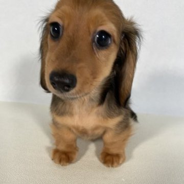 カニンヘンダックスフンド(ロング)【岩手県・男の子・2023年4月2日・レッド】の写真「父親JKCチャンピオン。」