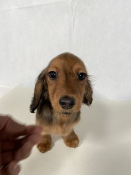 ミニチュアダックスフンド(ロング)【岩手県・女の子・2020年2月15日・レッド】の写真「両親JKCチャンピオン。」