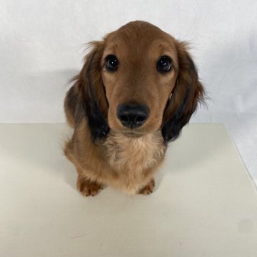 ミニチュアダックスフンド(ロング)【岩手県・男の子・2024年1月10日・レッド】の写真「母親、両親JKCチャンピオン優良血統の桃ちゃん。」