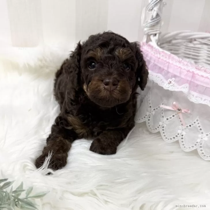 ID：2504-07426の子犬