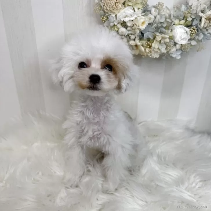 ID:2503-06449の子犬
