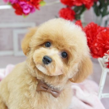 トイプードル(トイ)【島根県・男の子・2025年1月29日・レッド】の写真「カラーが魅力的な可愛い子です♡」