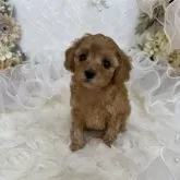 タイニープードル