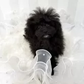 ティーカッププードル