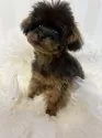 ティーカッププードル