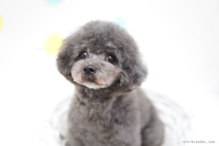 トイプードル【・女の子・2020年8月14日・グレー】